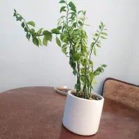 گل پدیلانتوس