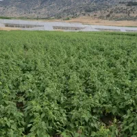 کاه لوبیا خالص بدون علف هرز