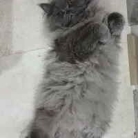 جفت گیری گربه