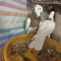 کبوتر طوقی