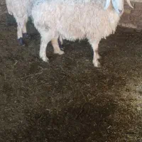 میش اوست بز|حیوانات مزرعه|تربت‌حیدریه, کوی شهید احمدزاده ملکی|دیوار