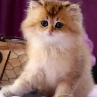 مرکز خوشگل ترین گربه بریتیش دنیا|گربه|تهران, جماران (نیاوران)|دیوار