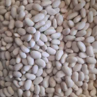لوبیا سفید درشتو درجه یک
