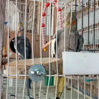 عروس پارس تمیز سرحال درحال جفت گیری هستند|پرنده|اهواز, فرهنگ شهر|دیوار