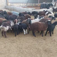 میش و بره بومی|حیوانات مزرعه|پاکدشت, پاکدشت (مامازند)|دیوار