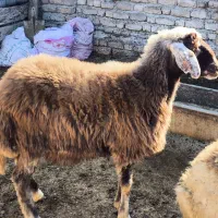 یک عدد توقلی|حیوانات مزرعه|گمیشان, |دیوار