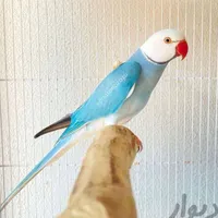 لوازم پرنده و فروش انواع طوطی و عروس هلندی|اسباب و اثاث بچه|بیرجند, |دیوار