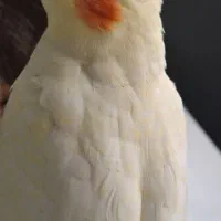 عروس هلندی کاملا رام و دستی فروش فوری