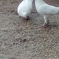 کبوتر|پرنده|یاسوج, |دیوار