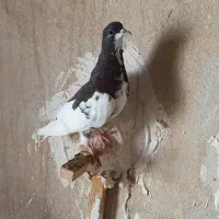 کبوتر شهری|پرنده|کازرون, |دیوار