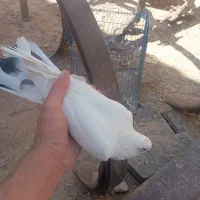 یه جفت کبوتر