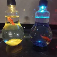 تنگ لامپی  برا شب عید