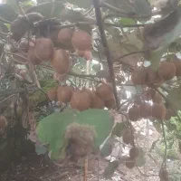 کیویی درختی