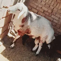 گوسفند