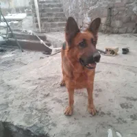 سه عدد سگ ژرمن