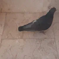 کبوتر زاغ کلادار کشیده نوک ریز تزئینی|حیوانات|قائم‌شهر, |دیوار