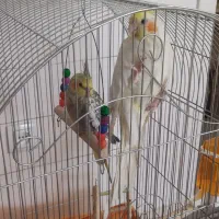 یک جفت عروس هلندی سالم وبالغ