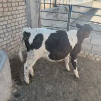 فروش گوساله نر پایه 100کیلویی