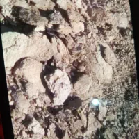 اجاره زمین کشاورزی