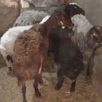 میش بره دار|حیوانات مزرعه|رشتخوار, |دیوار