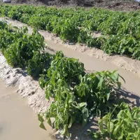 درمان قطعی میگرن سینوزیت وحساسیت های فصلی