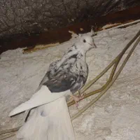 کبوتر دوکت سوسکی|پرنده|قم, نیروگاه|دیوار