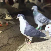 کفتر بوم المانی سار هفترنگ سینه چپ افشون زرد|پرنده|مشهد, هفده شهریور|دیوار