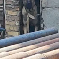 فروش سگ
