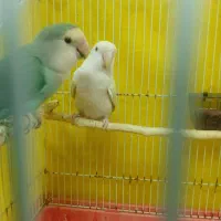 یک جفت کوتوله