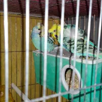 مرغ عشق پروانه ای،رینبو .ماهی گوپی وفایتر با کیفیت|پرنده|مرودشت, پشت سایپا‎|دیوار