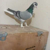 کفتر دمگیر ابری شوخ چل با صندوق