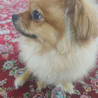 سگ پامر