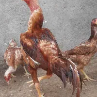 جوجه مرغ خروس لاری افغان