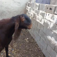 کاموری|حیوانات مزرعه|بندر کنگان, |دیوار