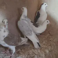 همی کفتر خوبن