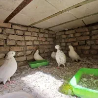 کبوتر نوک چشم سفید