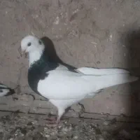 سینه سیاه نرپیس ککیل وکلفه ماده|پرنده|نمین, |دیوار