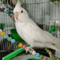 طوطی گرینچیک و عروس هلندی البینو