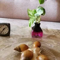 فروش حلزون آلبینو|خزنده|اصفهان, باغ فردوس|دیوار