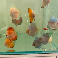 دیسکس سایز ۳ تا ۵ اینچ