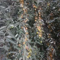 سنجد