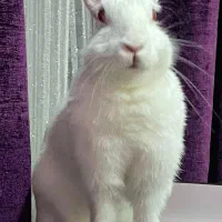 واگذاری خرگوش رایگان