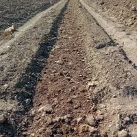 نیازمندکارگر برای اماده سازی زمین کشت گوجه|استخدام صنعتی، فنی، مهندسی|کهنوج, |دیوار