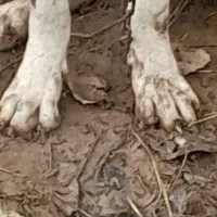 سراب افغان|سگ|رشت, یخسازی|دیوار