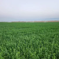 کاه یونج خشک و بدون علف