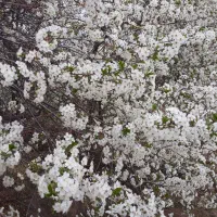 شخم زنی پای درختان وباغات