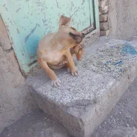 پیتبول