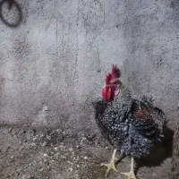 خروس|حیوانات مزرعه|هندیجان, |دیوار