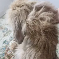 خرگوش لوپ۶ماهه|موش و خرگوش|تهران, جیحون|دیوار