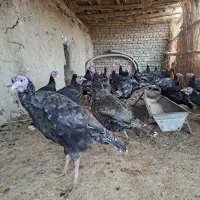 بوقلمون وغاز|حیوانات مزرعه|نیمروز, |دیوار